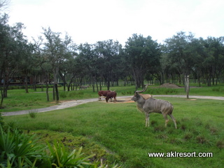 Savanna animals